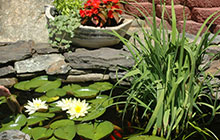 Small pond services.